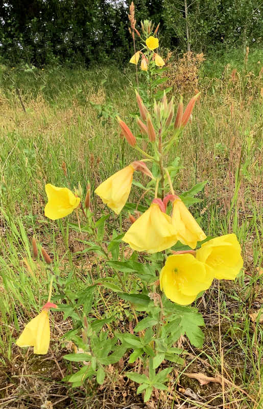 Kontakt-Termine-Honorar. Eine Nachtkerze